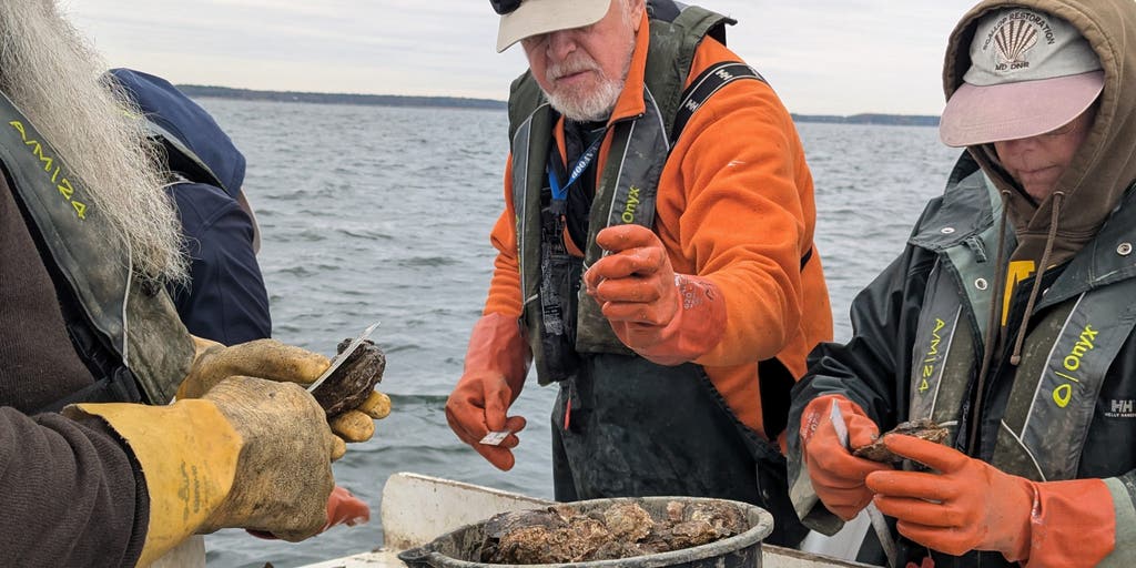 Maryland oysters thrive as population reaches second-highest in 41-year modern history