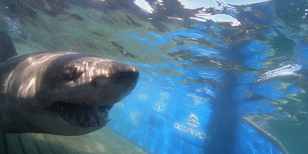 Massive 1,400-pound great white shark ‘Breton’ pings near uncharted waters off Turks and Caicos