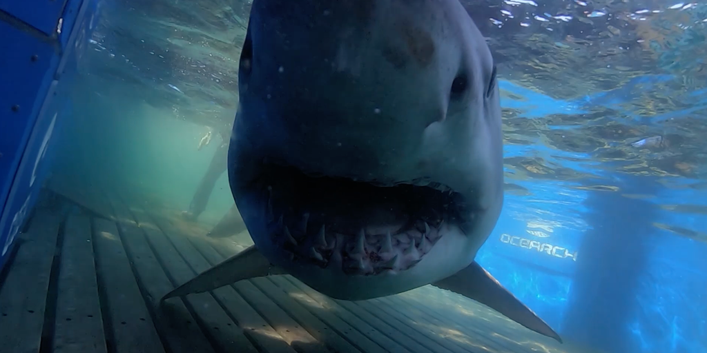 1,400-lb white shark 'Breton' pings off Georgia coast