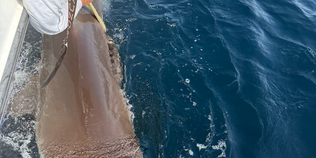 Watch: Nearly 10-foot endangered dusky shark pings off the Gulf Coast near St. Petersburg, Florida
