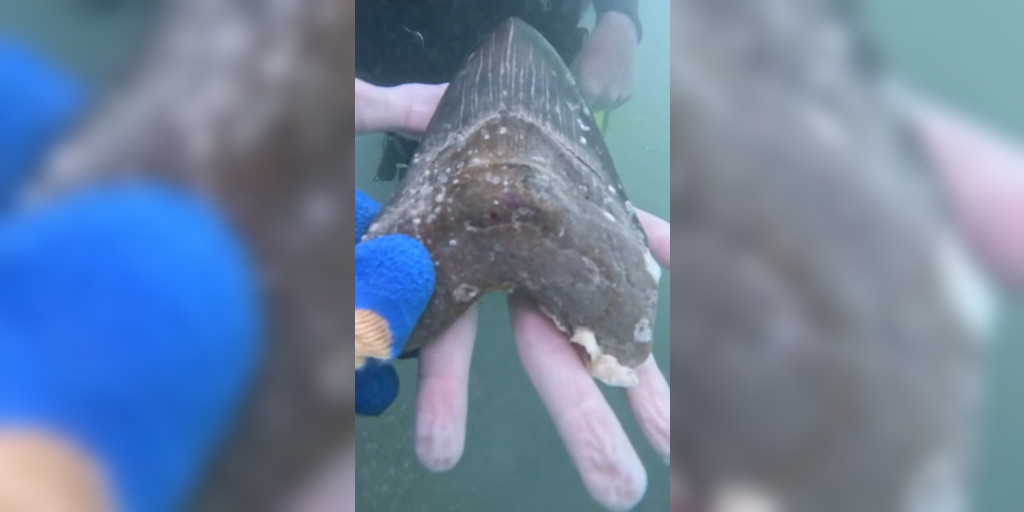 See it: Rare and ancient megalodon shark tooth found by teen in ocean off Florida Keys