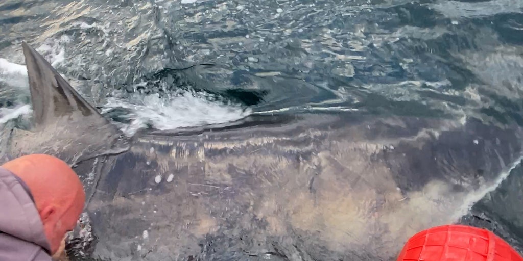 Nearly 1,400-pound great white shark 'Goodall' pings near Gulf Coast as spring breakers hit the beach