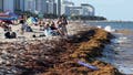 Record sargassum levels impacting Florida beaches during Spring Break - Fox News
