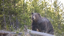 Here's what to do if you encounter a grizzly bear as first one emerges from hibernation at Yellowstone