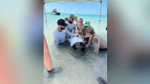 Young whale stranded on the beach in Florida is euthanized