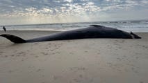 Large whale found dead after washing ashore on New York City beach