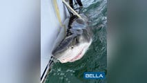 Great white shark Bella pings off Louisiana coast in possible "new shark hotspot"