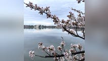 Peak bloom of iconic cherry blossom trees is happening sooner than expected due to warm weather
