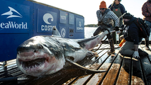 New research finds Gulf of America is the ideal habitat for great white sharks during the winter
