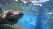 1,400-pound great white shark makes big moves as he heads north behind other sharks