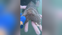 See it: Rare and ancient megalodon shark tooth found by teen in ocean off Florida Keys