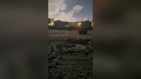 What you need to know as Florida's sea turtle nesting season kicks off