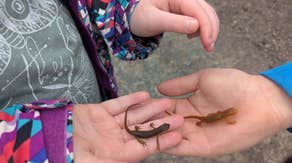 New York officials warn residents as salamanders, frogs begin annual spring migration as temperatures climb