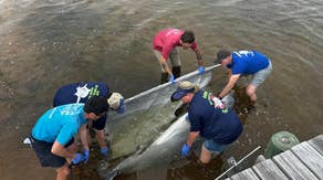 Dozens of dead dolphins wash up in Florida with 22 found in March