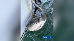 Great white shark Bella pings off Louisiana coast in possible 'new shark hotspot'