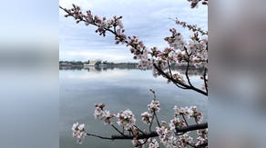 Peak bloom of iconic cherry blossom trees is happening sooner than expected due to warm weather