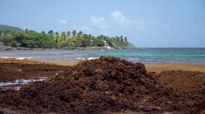 Record amounts of sargassum wash ashore along the coast, prompting concerns for beachgoers