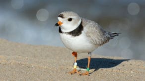 Tiny piping plover shorebird population makes comeback after decades of conservation efforts
