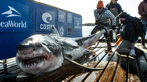 New research finds Gulf of America is the ideal habitat for great white sharks during the winter