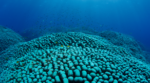 The largest documented coral colony in the world found on the Great Barrier Reef