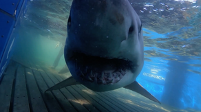 1,400-lb white shark 'Breton' pings off Georgia coast