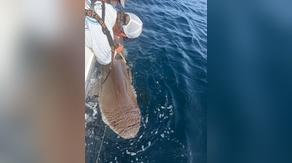 Watch: Nearly 10-foot endangered dusky shark pings off the Gulf Coast near St. Petersburg, Florida