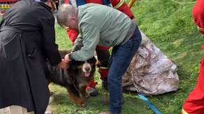 See it: Dog rescued after falling into nearly 40-foot hole in Ireland
