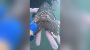 See it: Rare and ancient megalodon shark tooth found by teen in ocean off Florida Keys