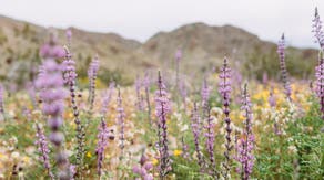 See when and where rare superblooms are happening with this interactive map