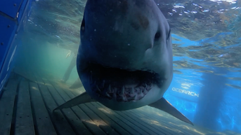 1,400-lb white shark 'Breton' pings off coast of this state heading south - Fox News