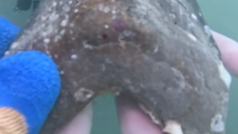 Rare, ancient megalodon shark tooth found by teen off Florida Keys - Fox News