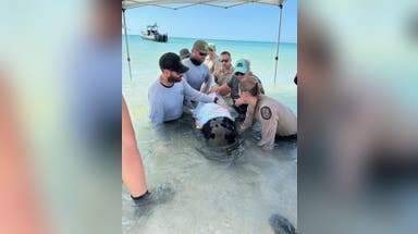 Young whale stranded on the beach in Florida is euthanized