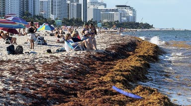 Cleanup efforts underway as large amount of sargassum spotted on Miami Beach