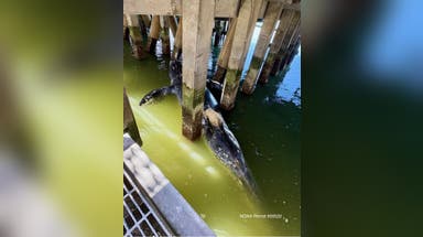 3 gray whales found dead on California shoreline in the course of a week