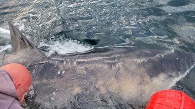Nearly 1,400-pound great white shark 'Goodall' pings near Gulf Coast as spring breakers hit the beach