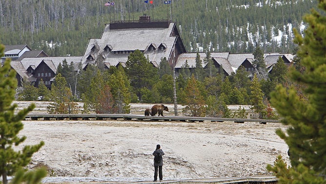 A visitor in Yellowstone National Park keeps her distance while taking pictures of two grizzly bears.