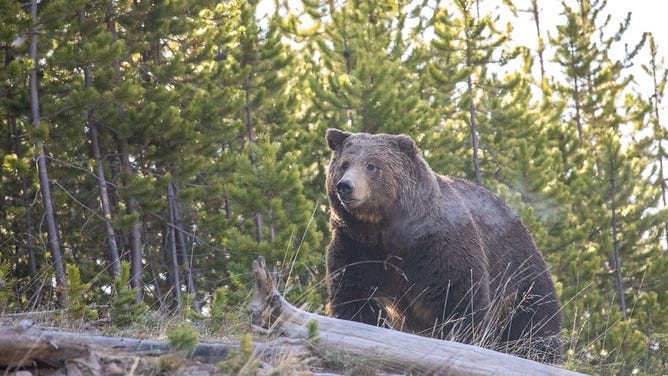 A large grizzly bear looks in the distance at Yellowstone National Park.