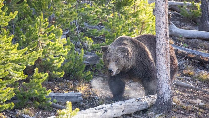 A large grizzly bear moves through the wilderness in Yellowstone National Park.