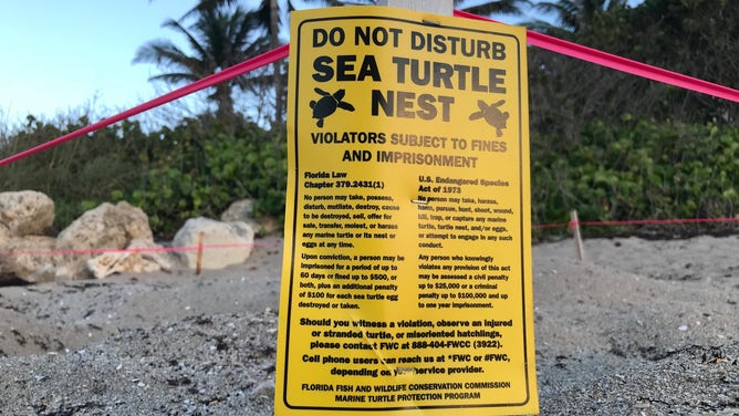 A sign warning people of a sea turtle nest in Deerfield Beach, Florida. 