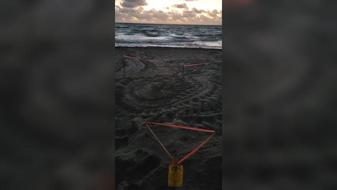 The leatherback nest area in Delray Beach, Florida on March 4, 2026.