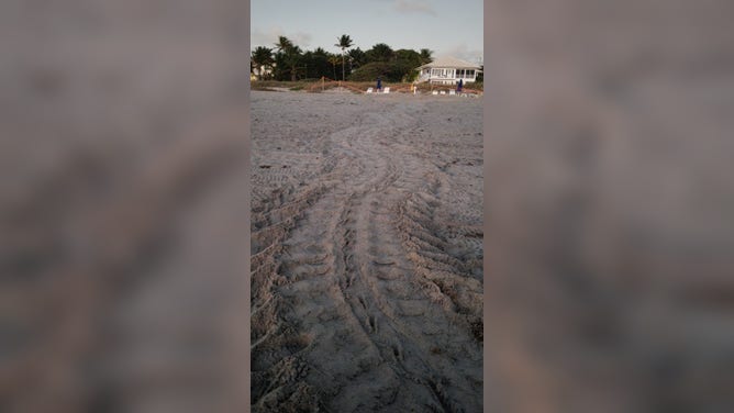 Leatherback tracks leading to the nest in Delray Beach, Florida, on March 4, 2026. 