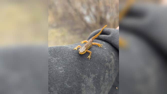 Salamander on volunteer's arm during the spring migration.
