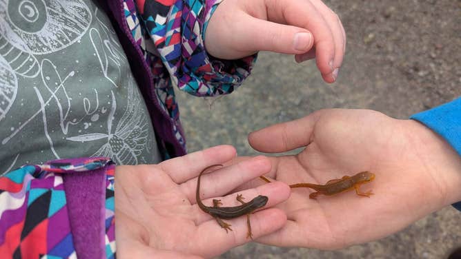Two volunteers help hold the two salamanders during the migration. 