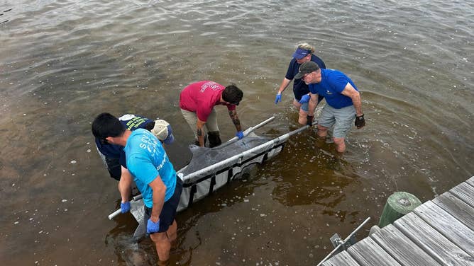 The Florida Panhandle Marine Institute removes a dead dolphin and prepares to conduct a necropsy on the dolphin.