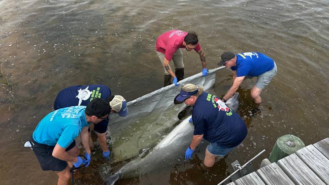 The Florida Panhandle Marine Institute responds to a deceased dolphin stranding on Sunday, March 15.