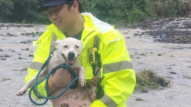 A firefighter holds a dog rescued from flooding on O'ahu on Friday, March 20, 2026.