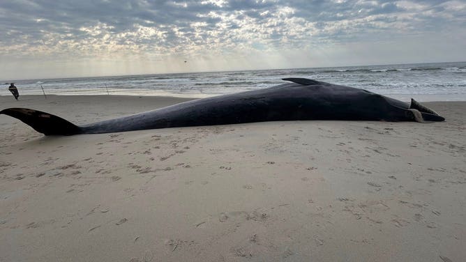 A dead Sei whale washed up on Rockaway Beach in Queens on Thursday, March 26, 2026.