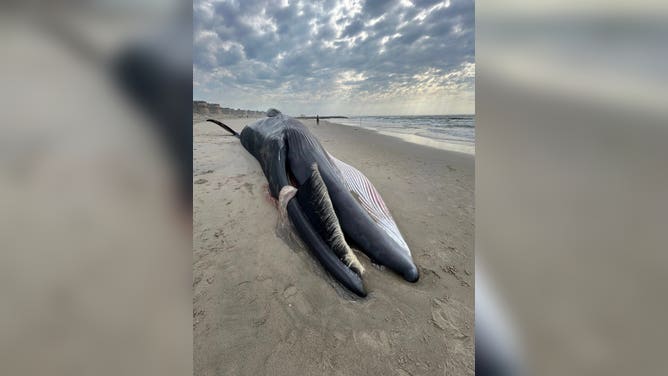 Sei whales can be between 40-60 feet long and live for 50 to 70 years. 