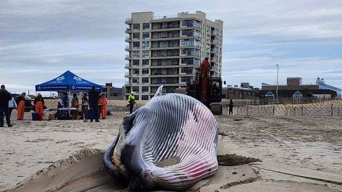 The dead sei whale on Rockaway Beach on Friday, March 27, 2026.