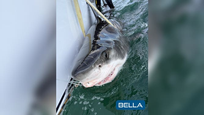 Bella, a 10-foot-2-inch, 729-pound juvenile female great white shark tagged and released in Mahone Bay, Nova Scotia, on July 18, 2025.